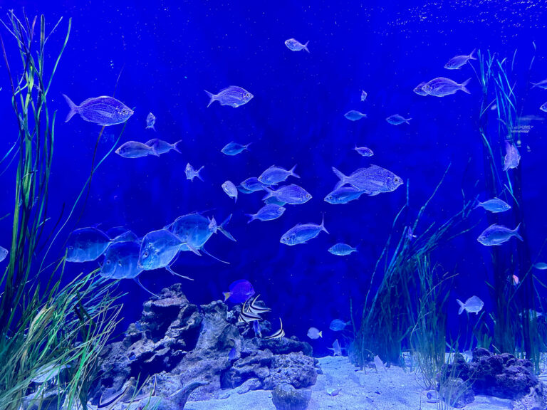 One of many fish tanks at The Florida Aquarium